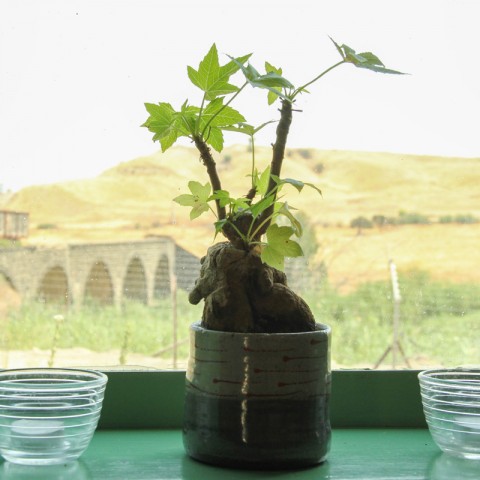 תמונת אווירה